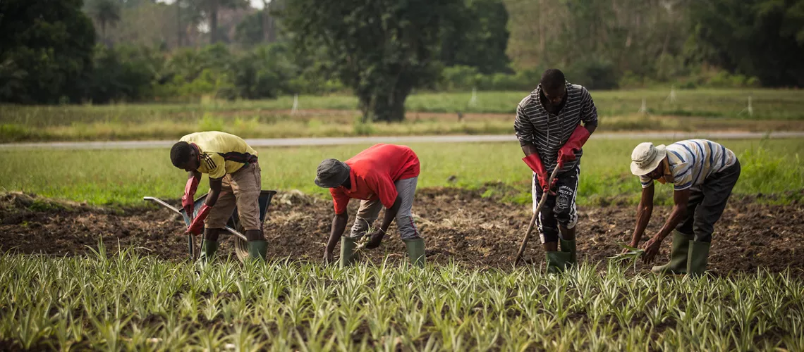 Africa's food crop Tvafrinet